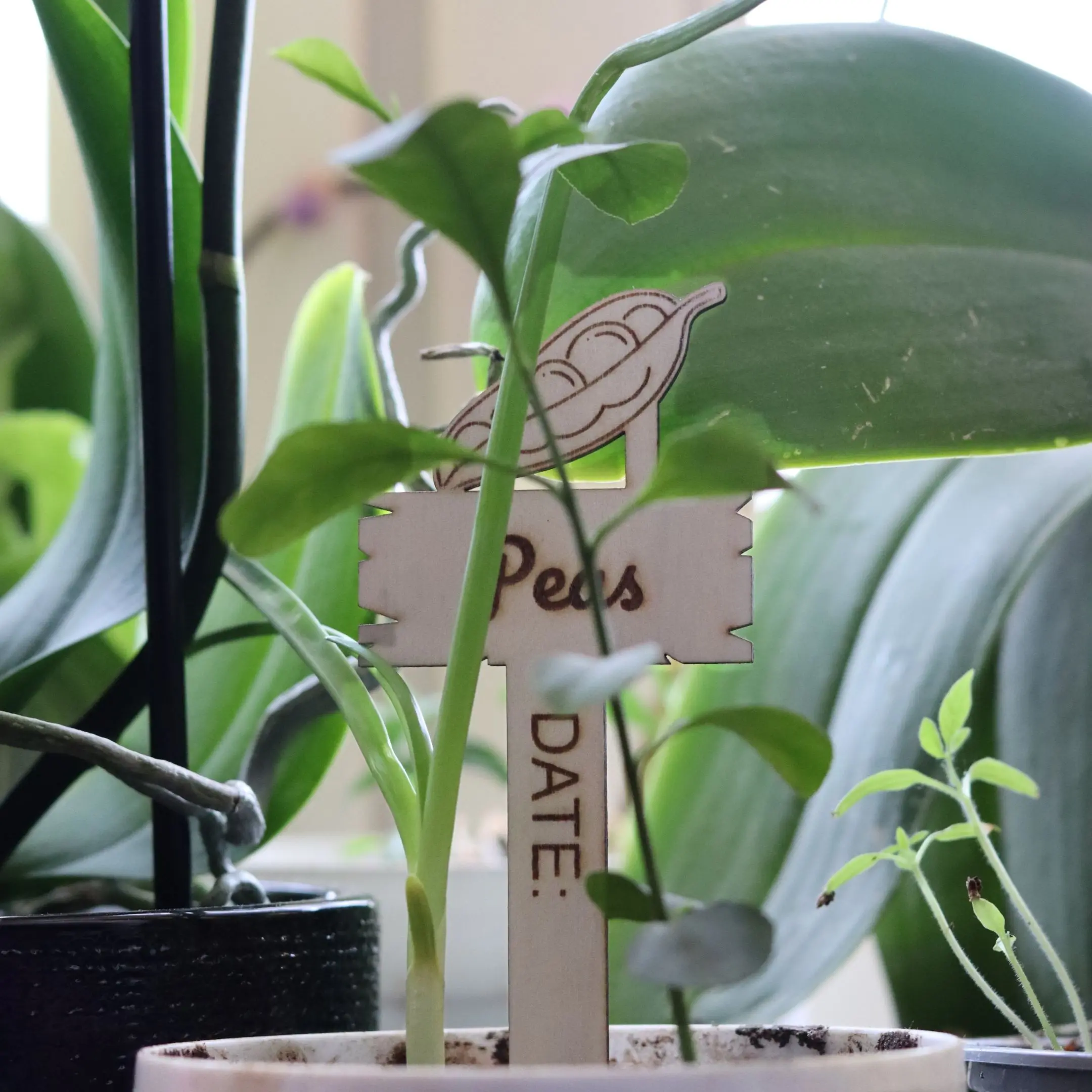 Laser cut wooden garden marker labeled “Peas” with vegetable illustration and planting date space